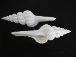 Fusinus forceps